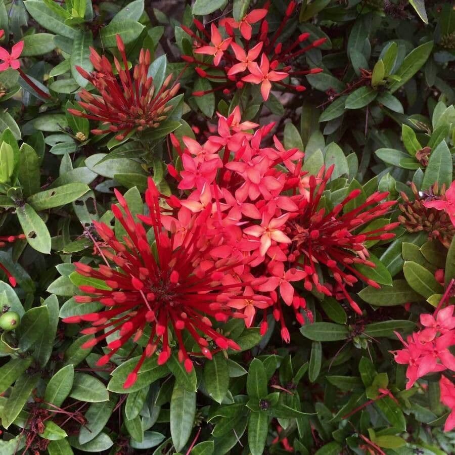 Ixora coccinea