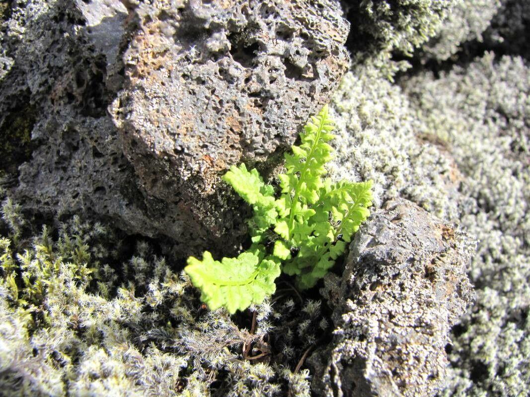 Woodsia alpina