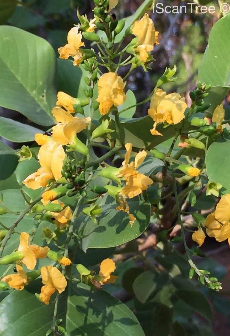 Pterocarpus rotundifolius