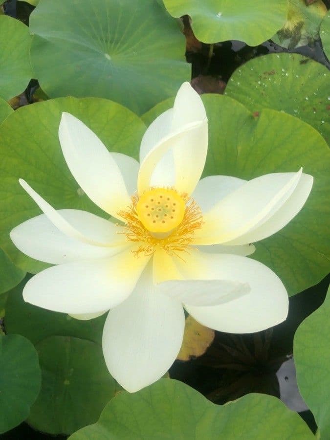 Nelumbo nucifera