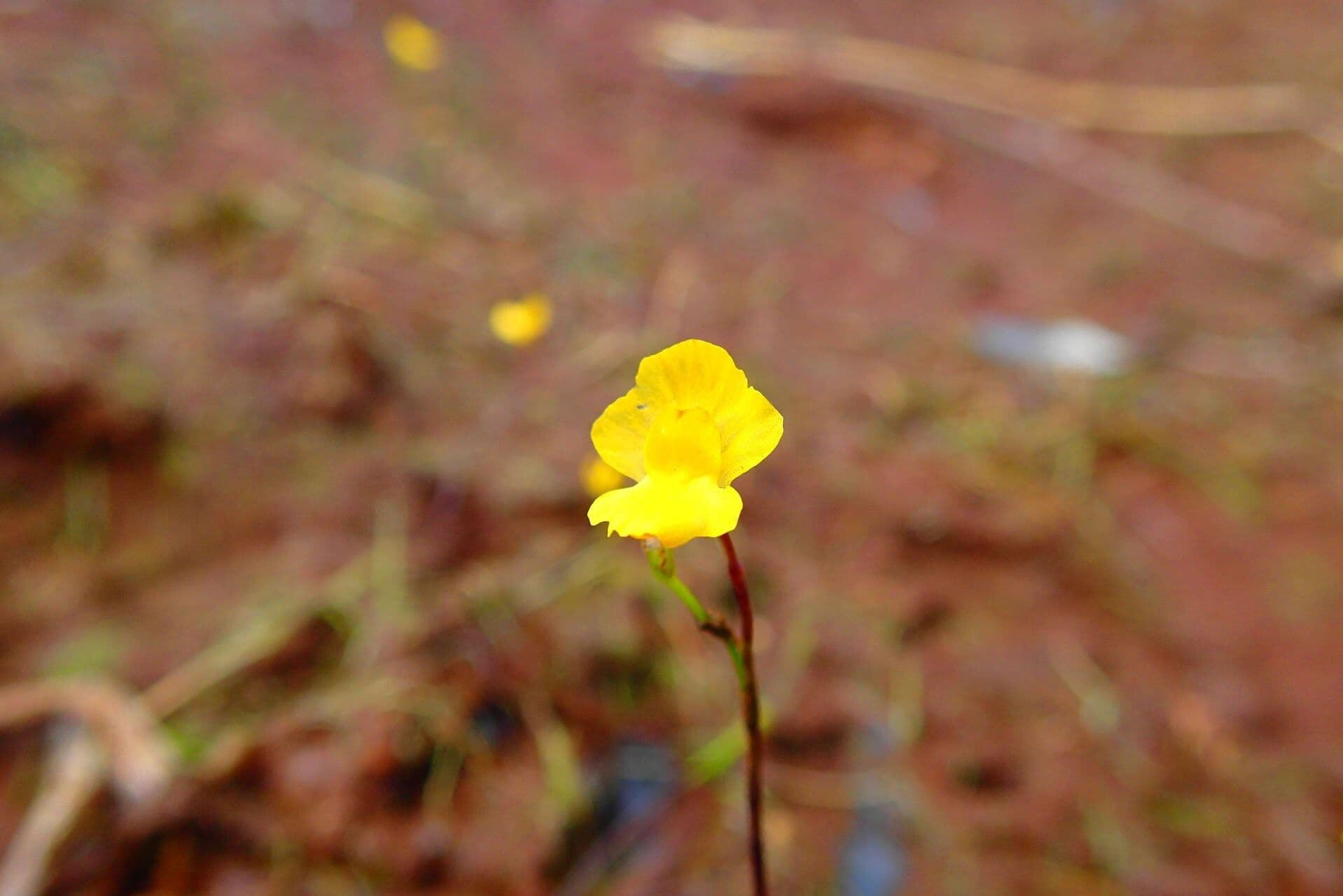 Utricularia gibba