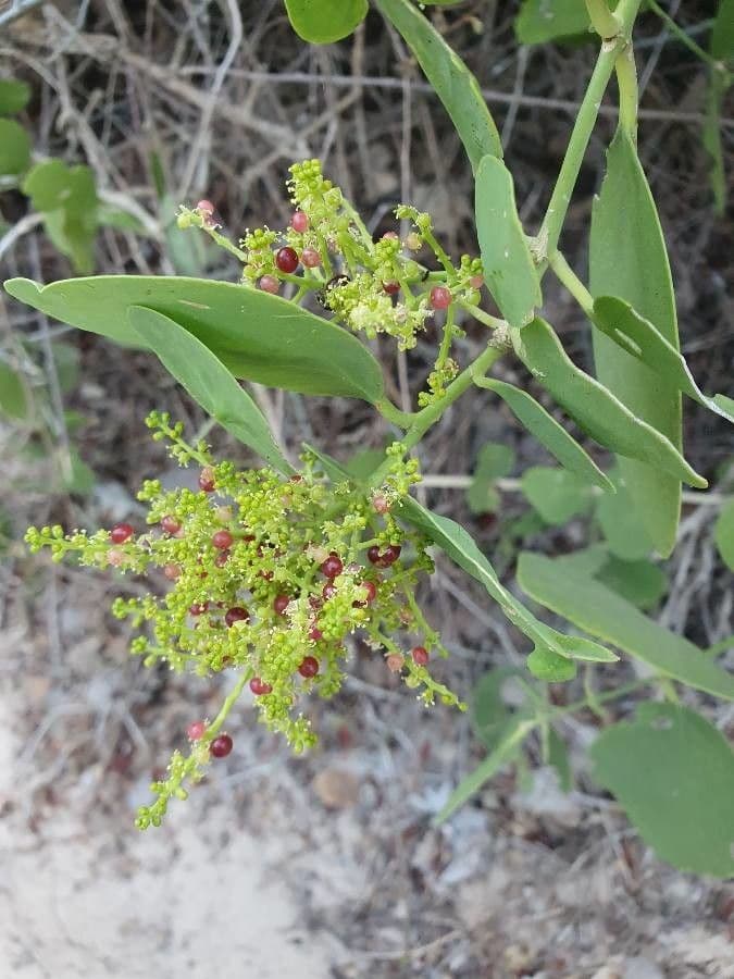 Salvadora persica