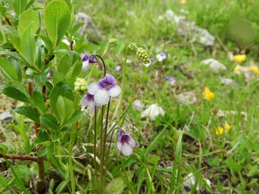 Pinguicula vulgaris