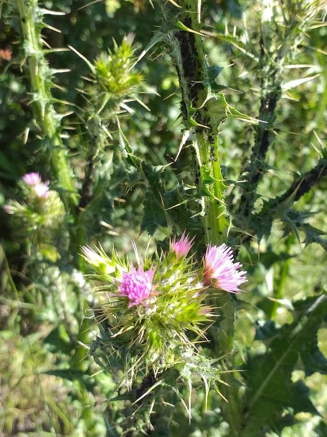 Carduus tenuiflorus