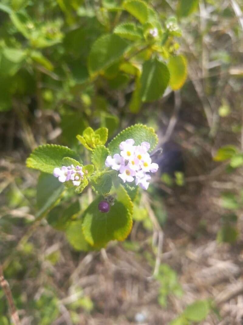 Lantana involucrata