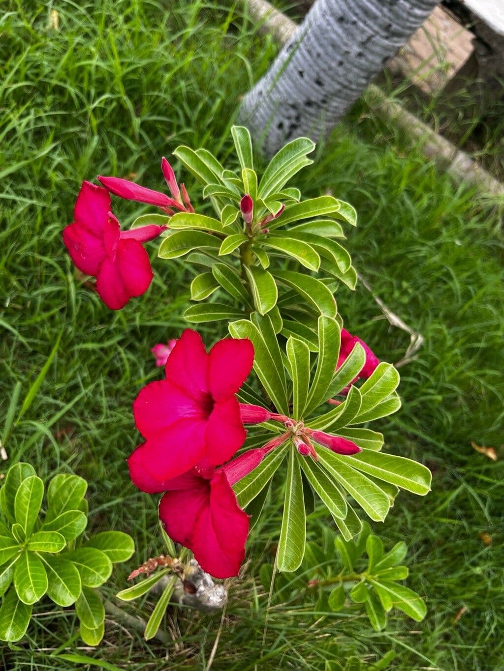 Adenium multiflorum