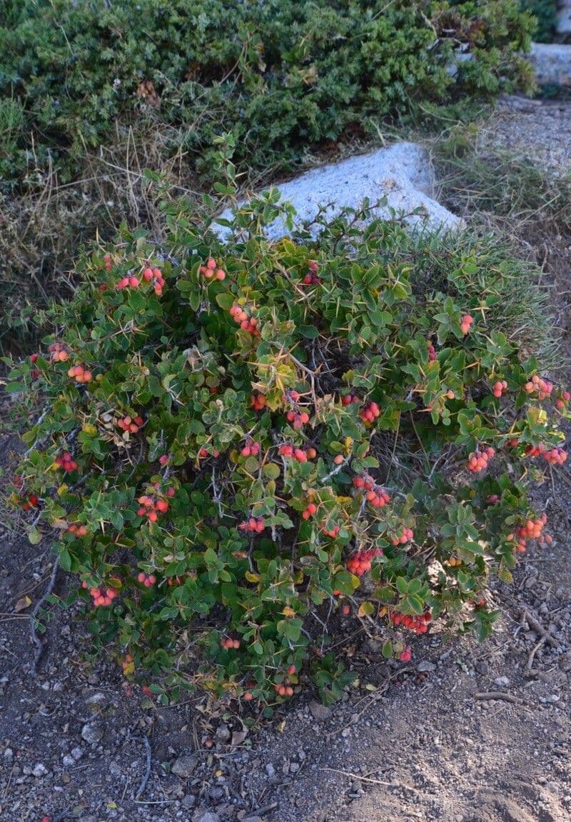 Berberis aetnensis