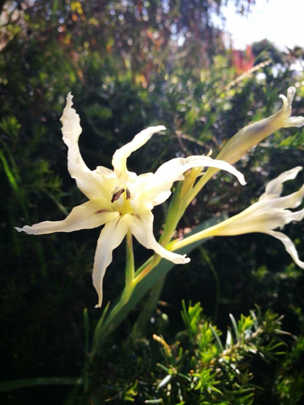 Gladiolus tristis