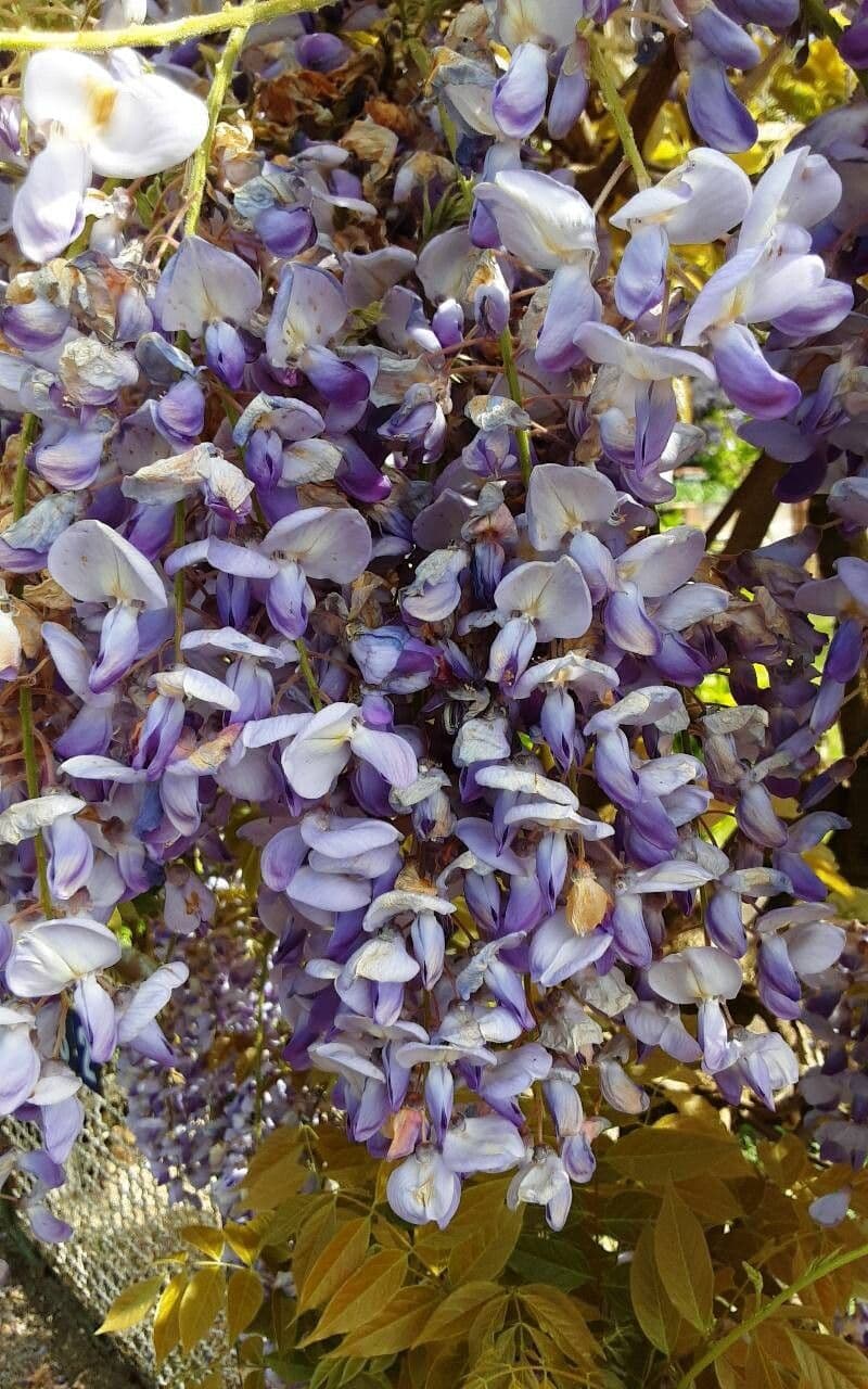 Wisteria sinensis