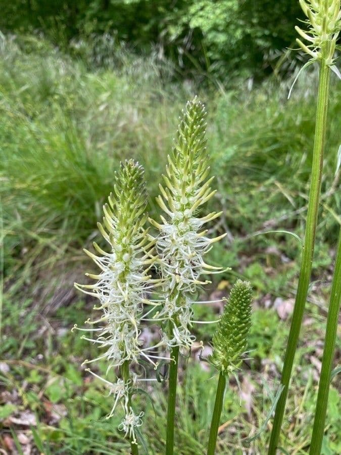 Phyteuma spicatum