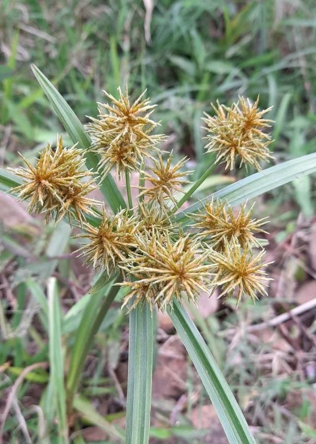 Cyperus odoratus