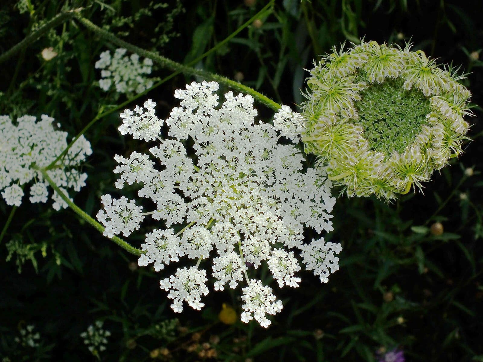 Ammi majus