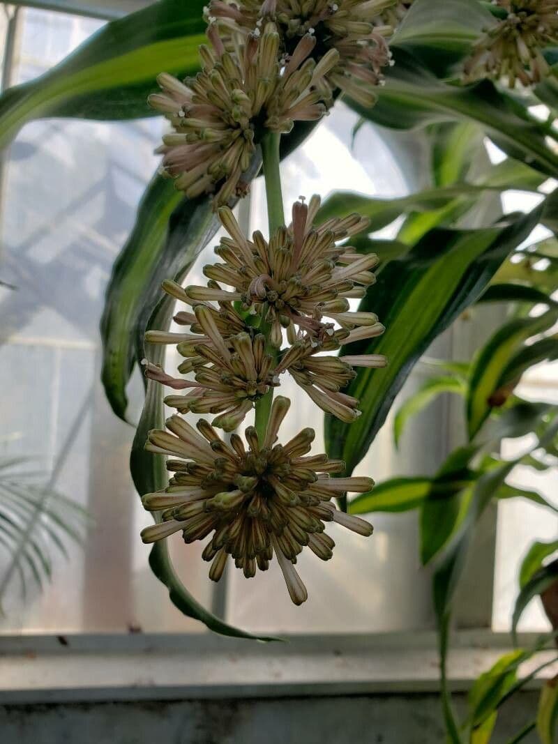 Dracaena fragrans