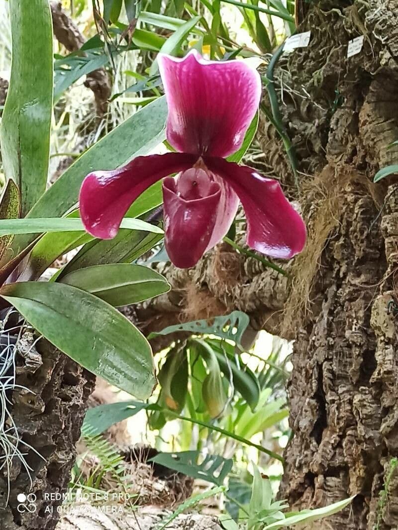 Paphiopedilum charlesworthii