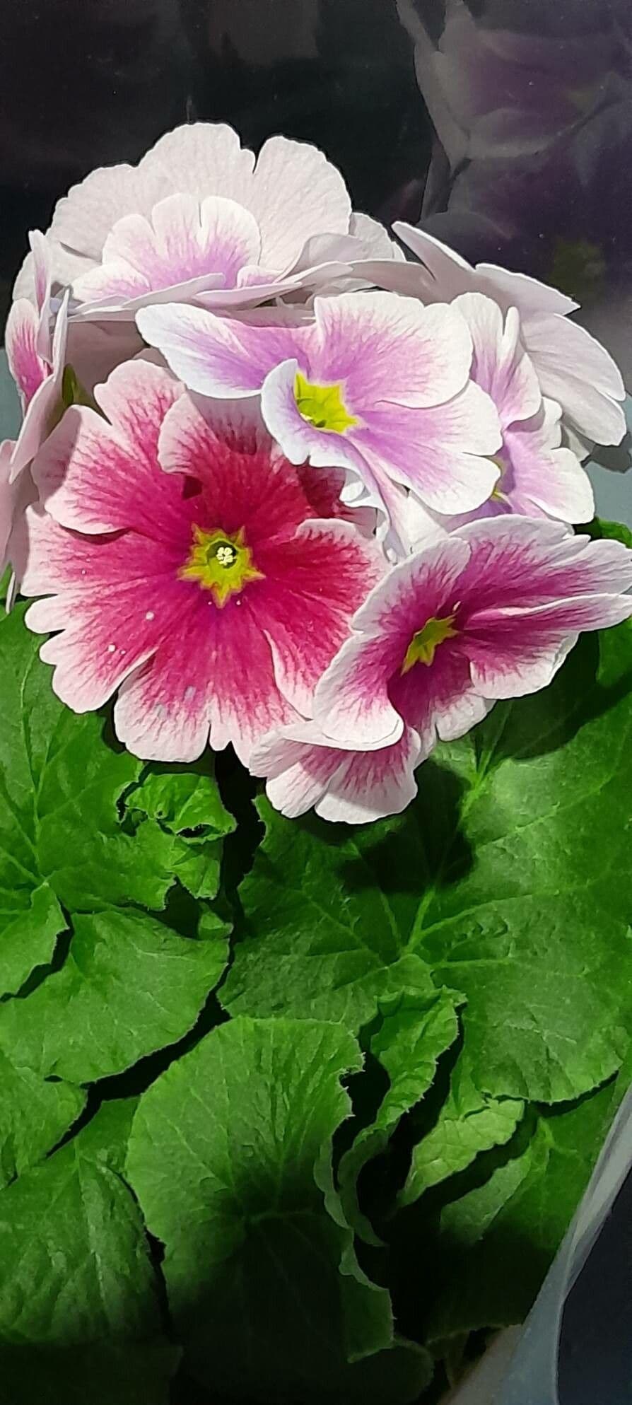 Primula obconica