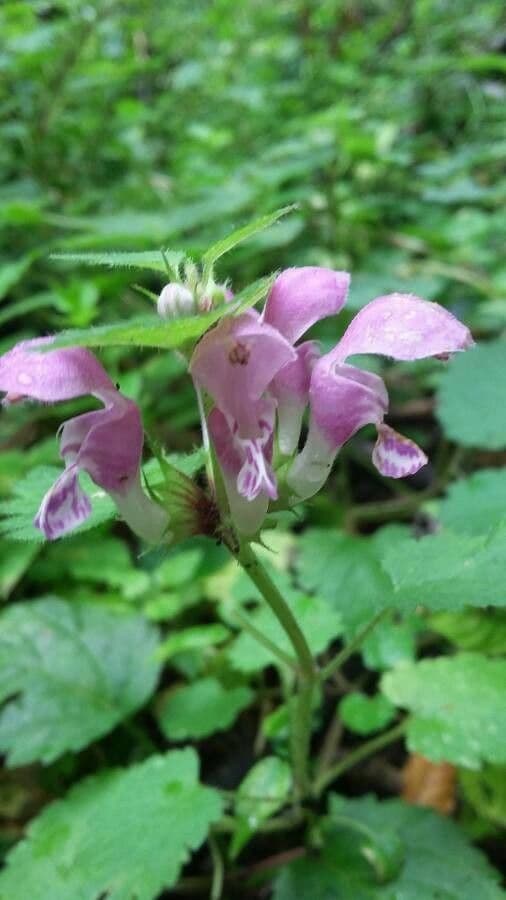 Lamium maculatum