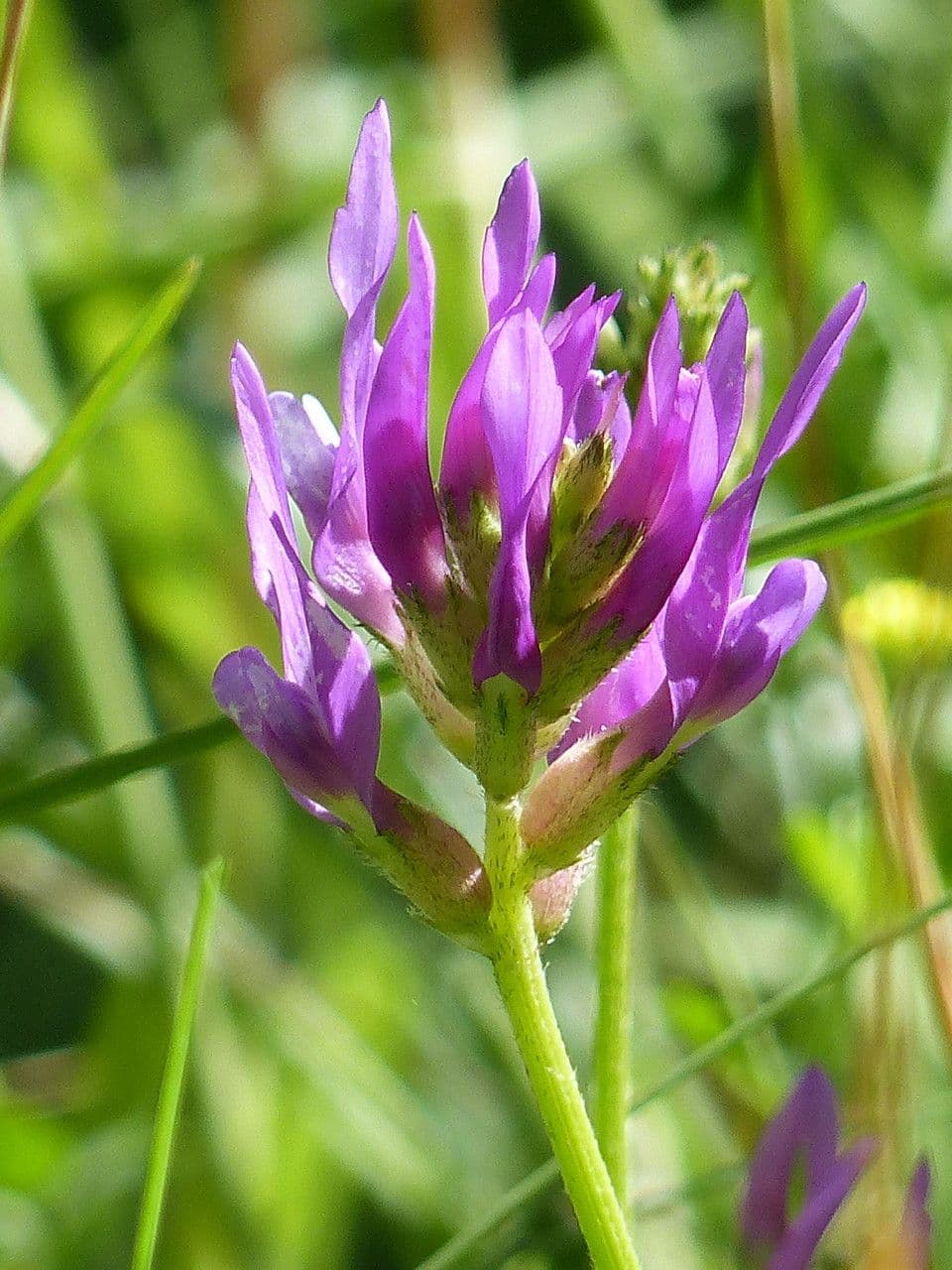 Astragalus onobrychis