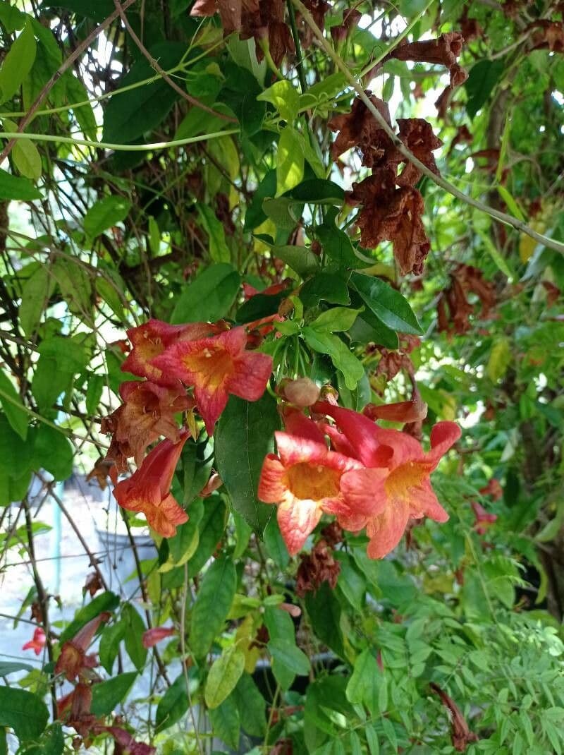 Bignonia capreolata