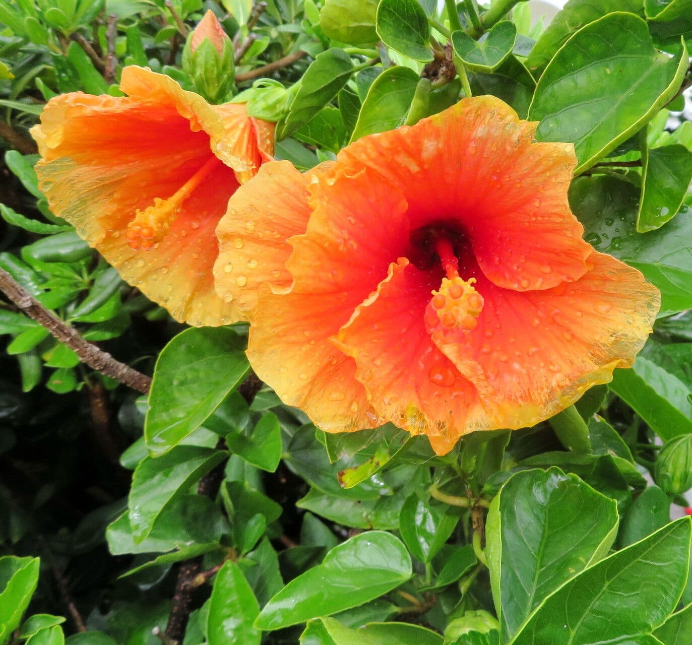 Hibiscus moscheutos