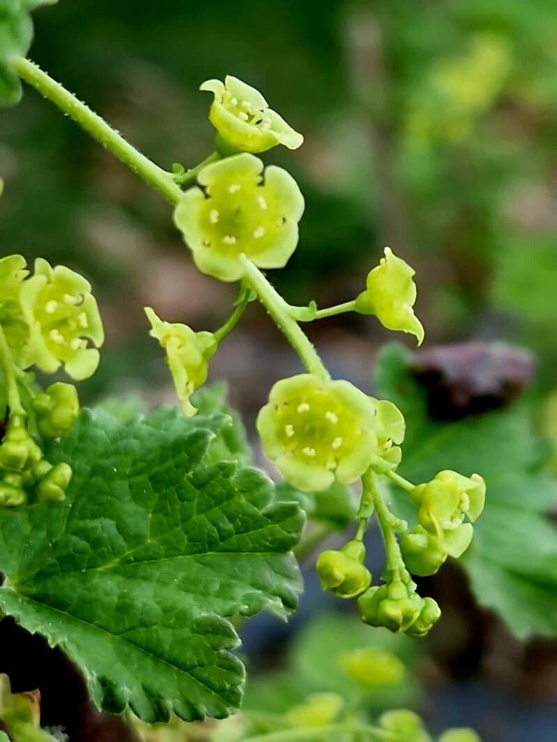 Ribes rubrum