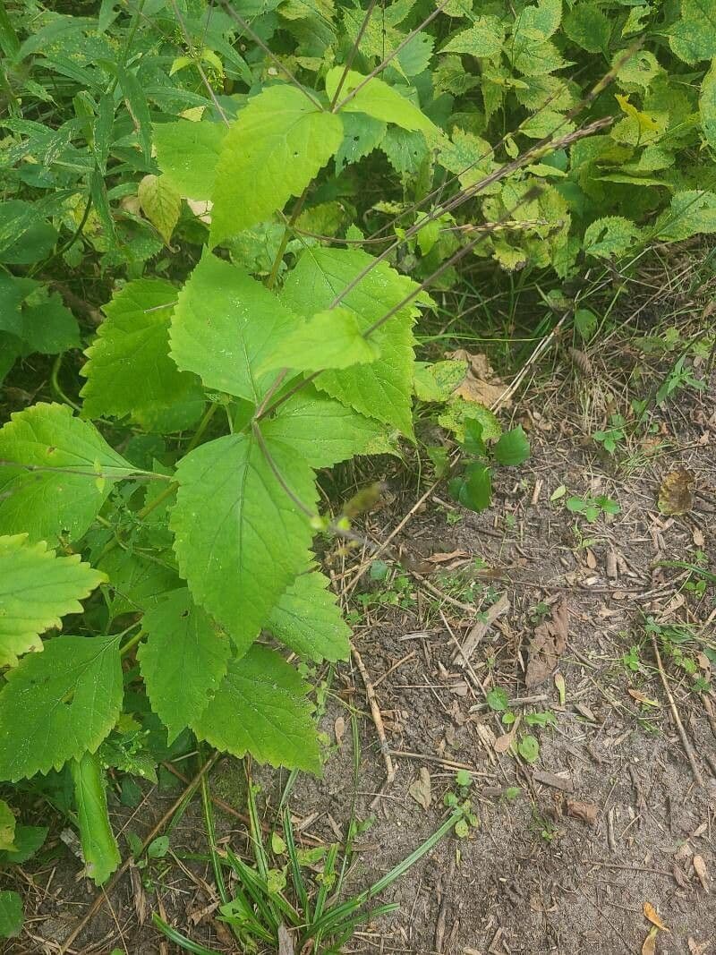 Phryma leptostachya