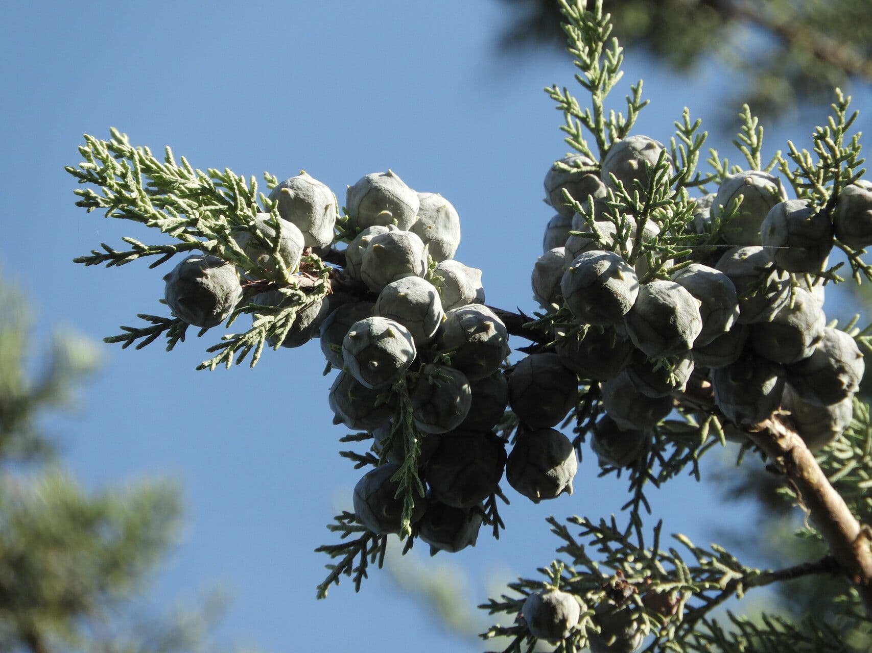 Juniperus deppeana