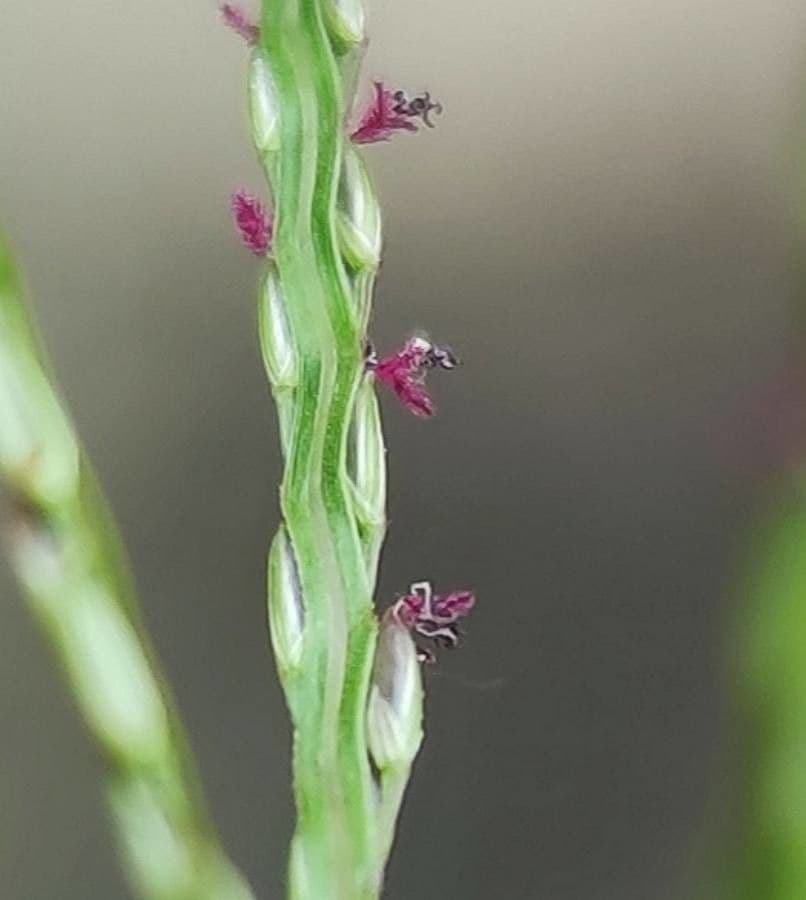 Digitaria sanguinalis