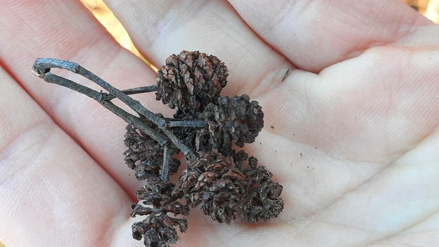 Alnus incana