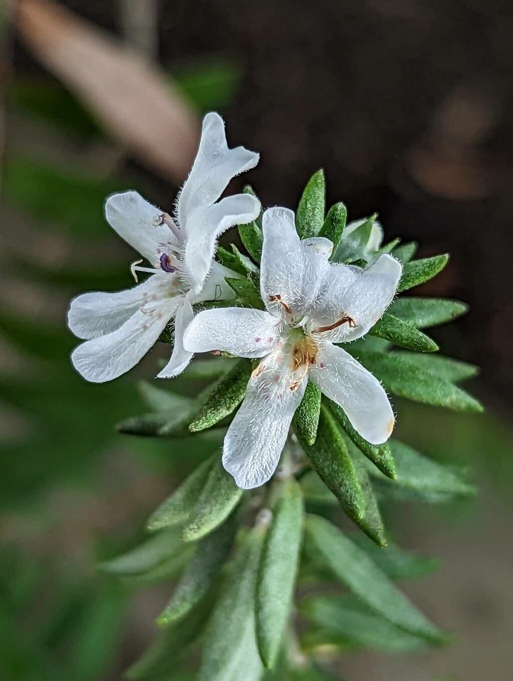 Westringia fruticosa