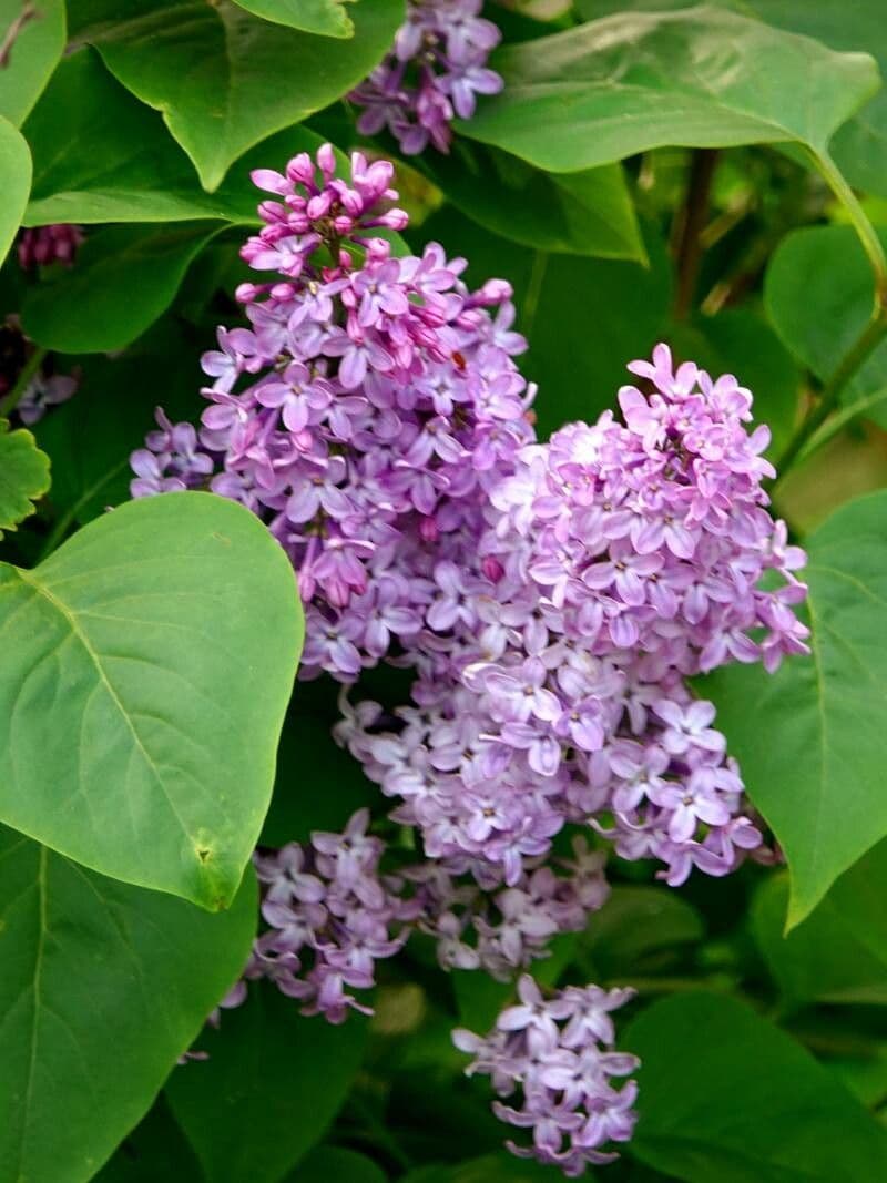 Syringa persica