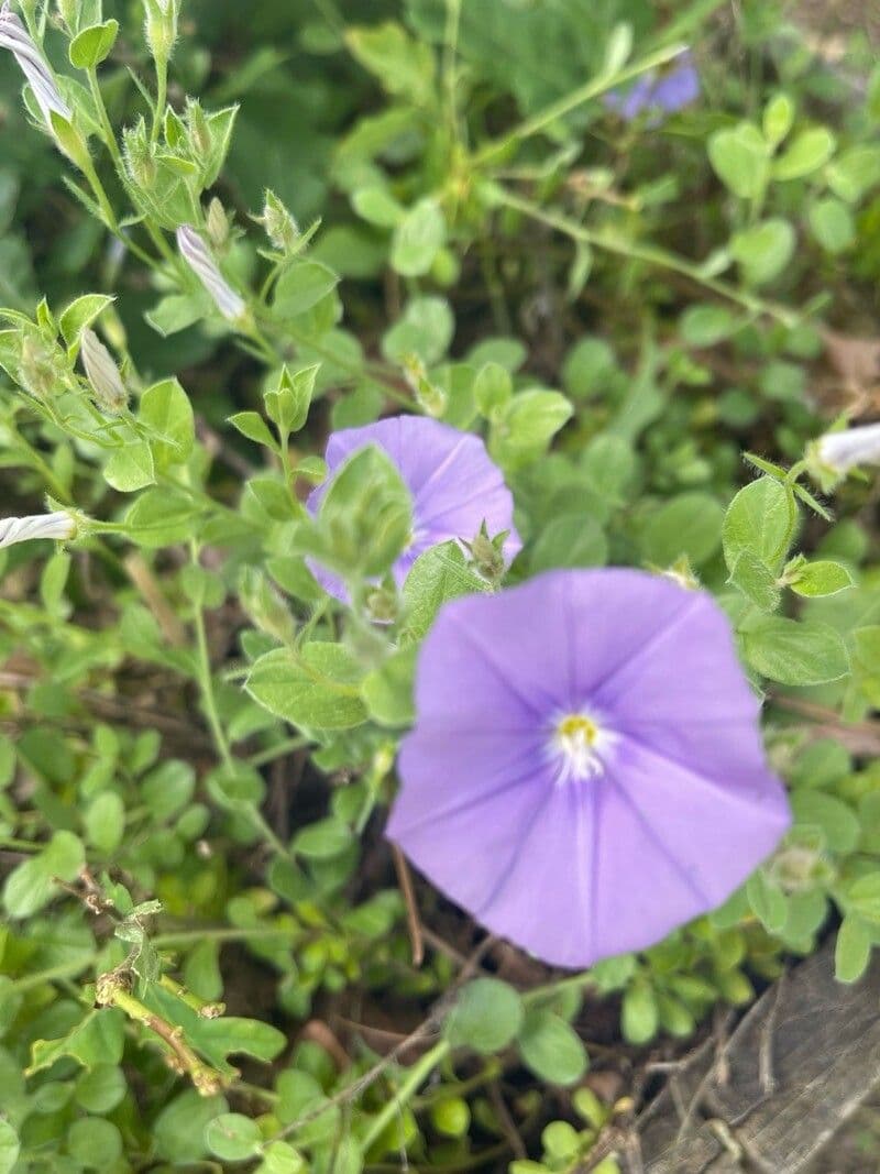 Convolvulus sabatius