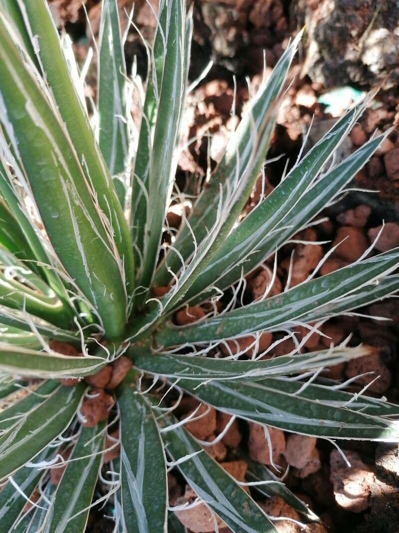 Agave toumeyana