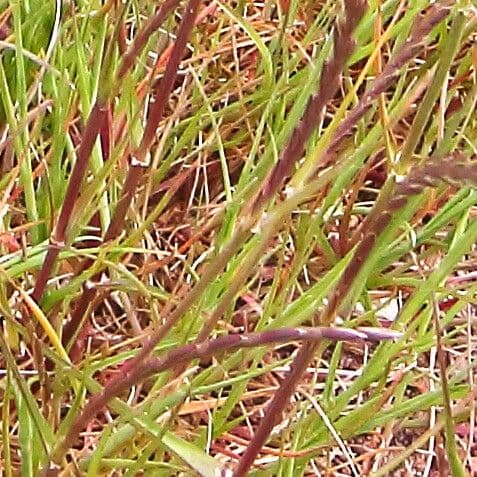 Microchloa kunthii