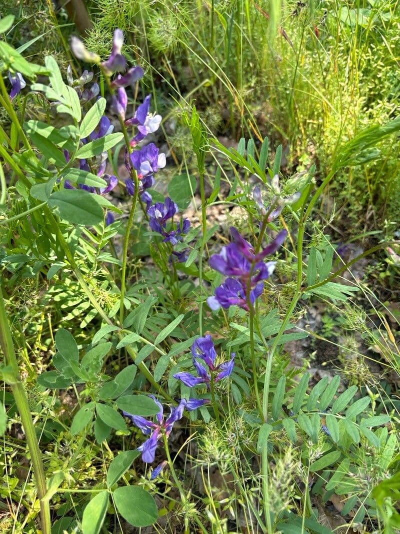 Vicia onobrychioides