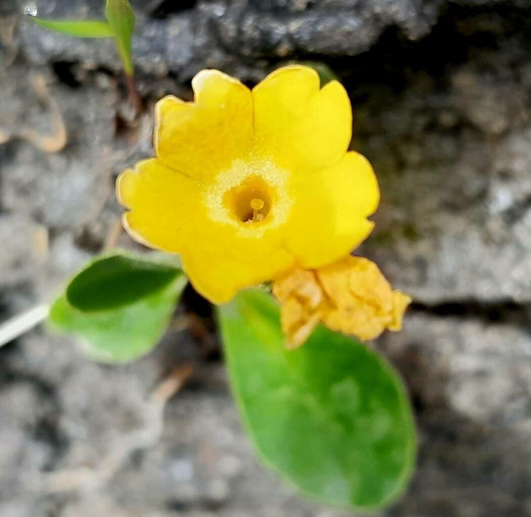 Primula auricula