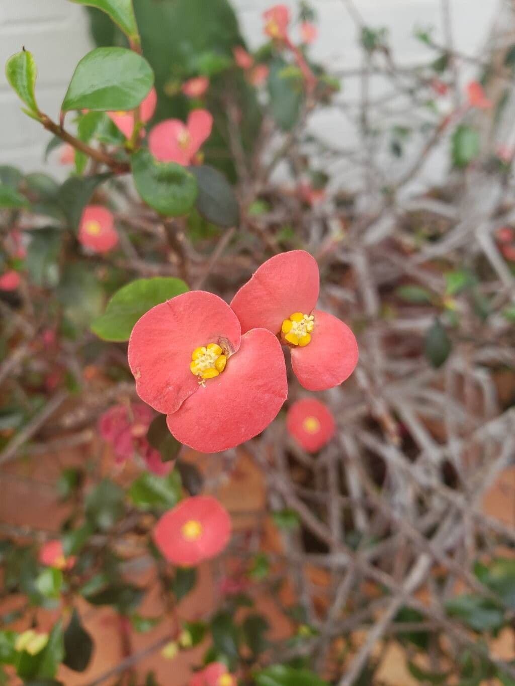 Euphorbia geroldii