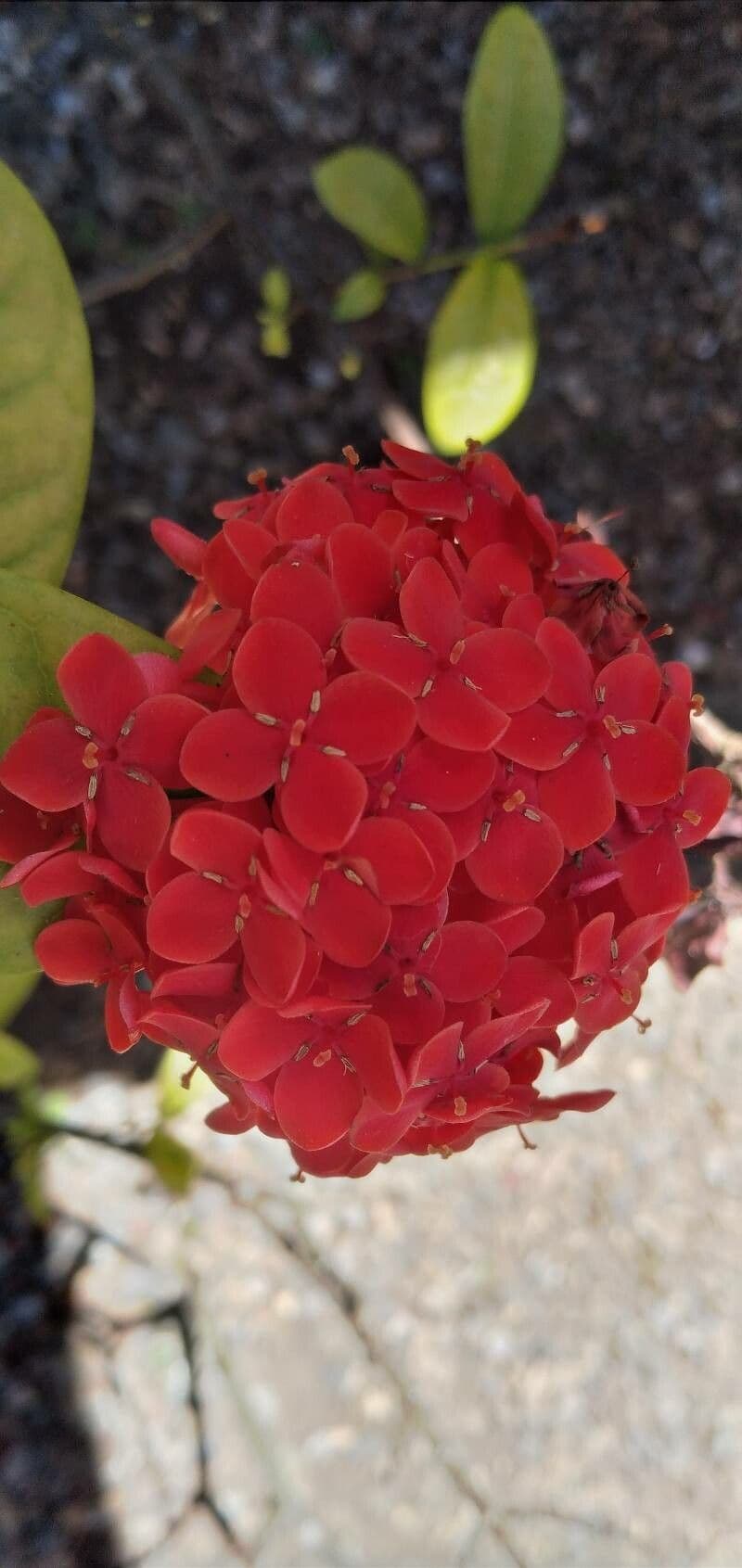 Ixora chinensis