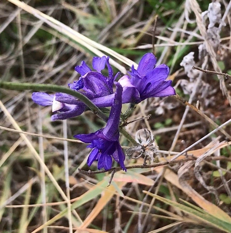 Delphinium fissum