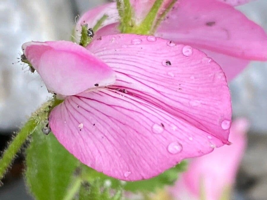 Ononis rotundifolia