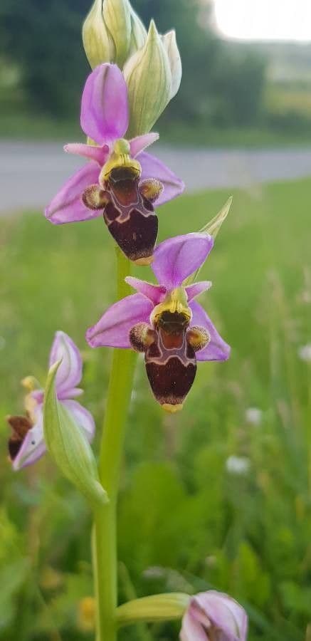 Ophrys apifera