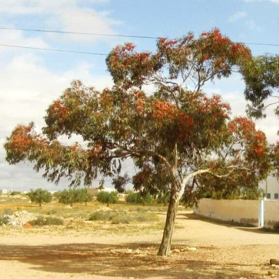 Eucalyptus torquata