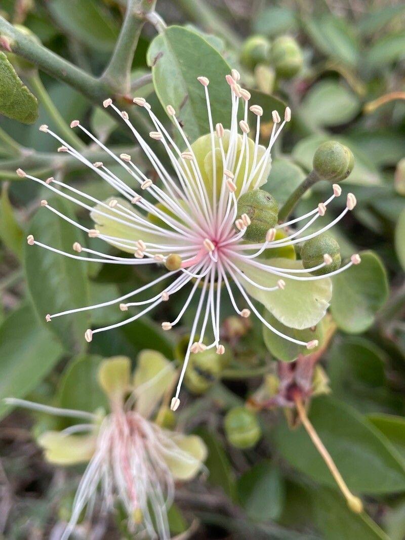 Capparis tomentosa