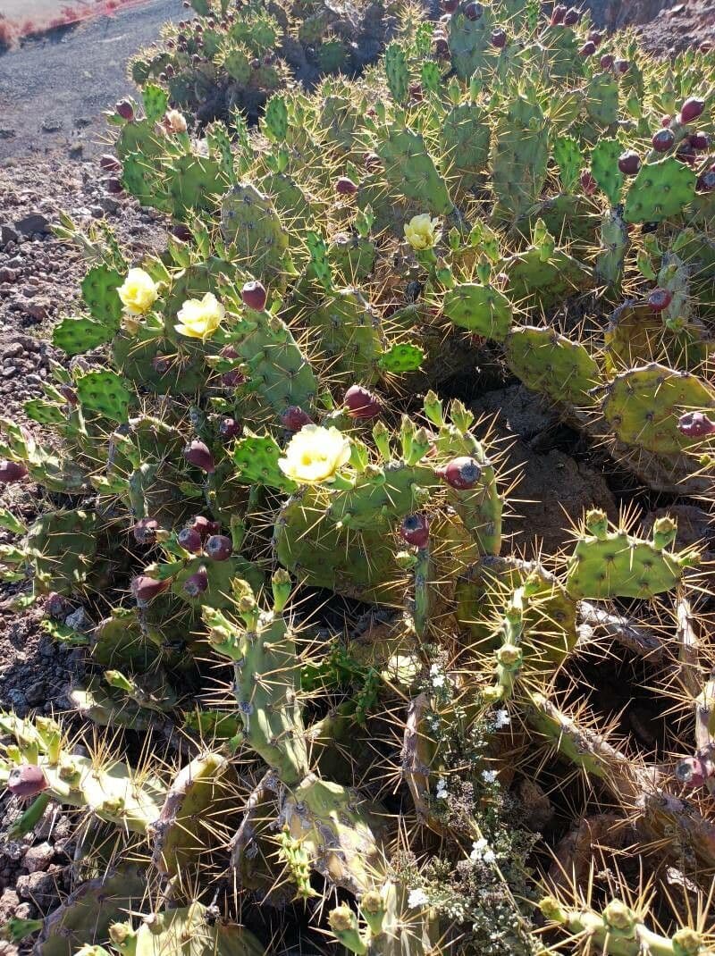 Opuntia phaeacantha