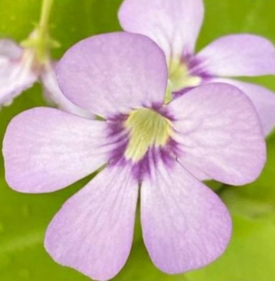 Pinguicula jaumavensis