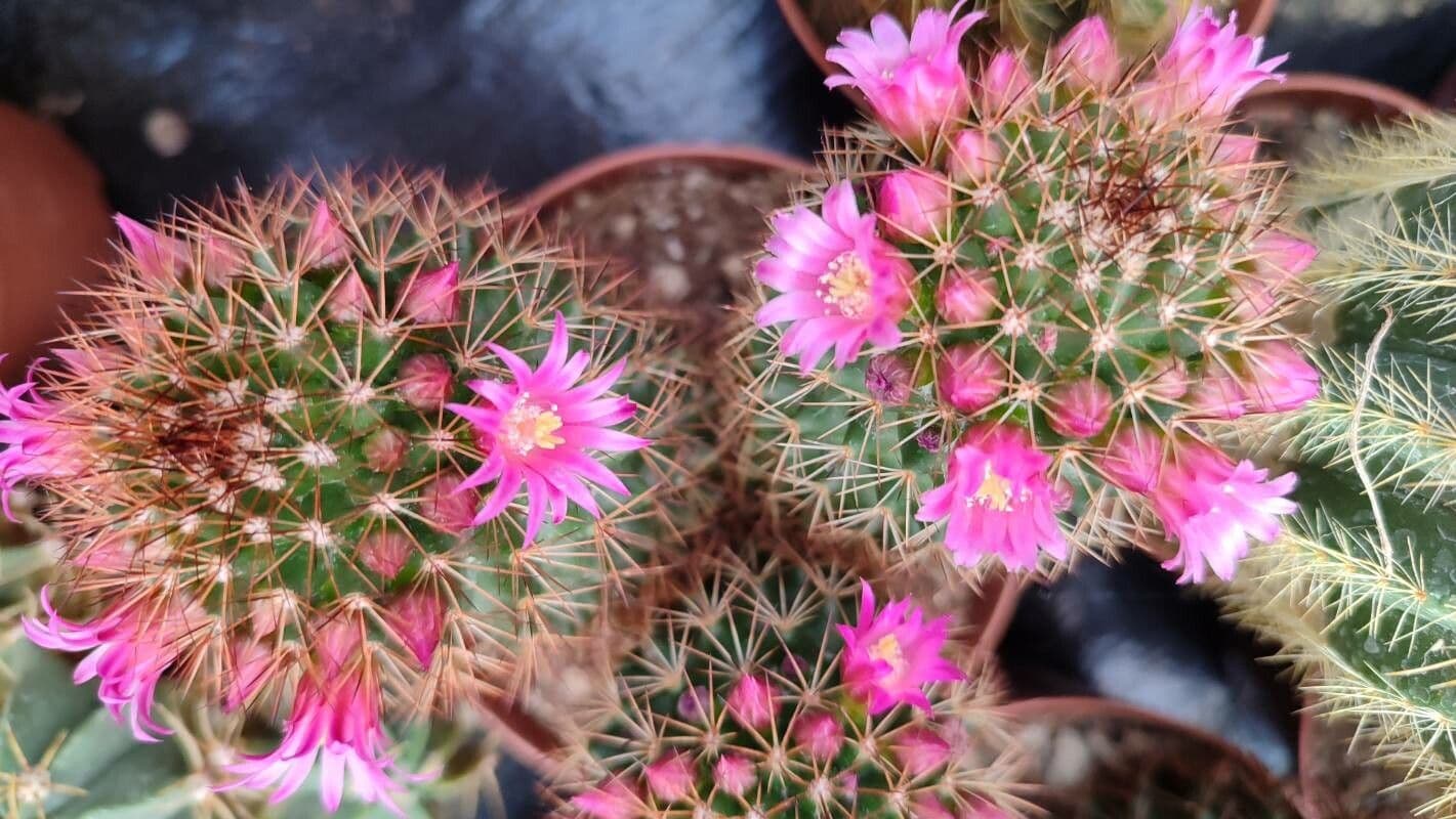 Mammillaria spinosissima