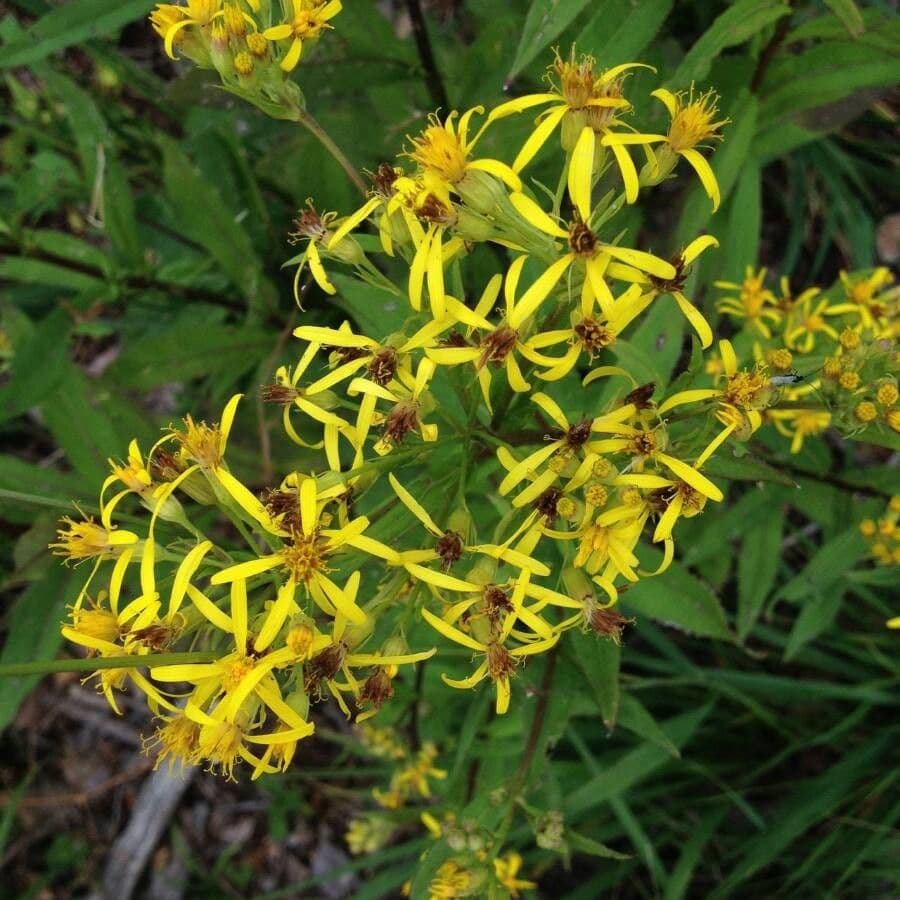 Senecio ovatus