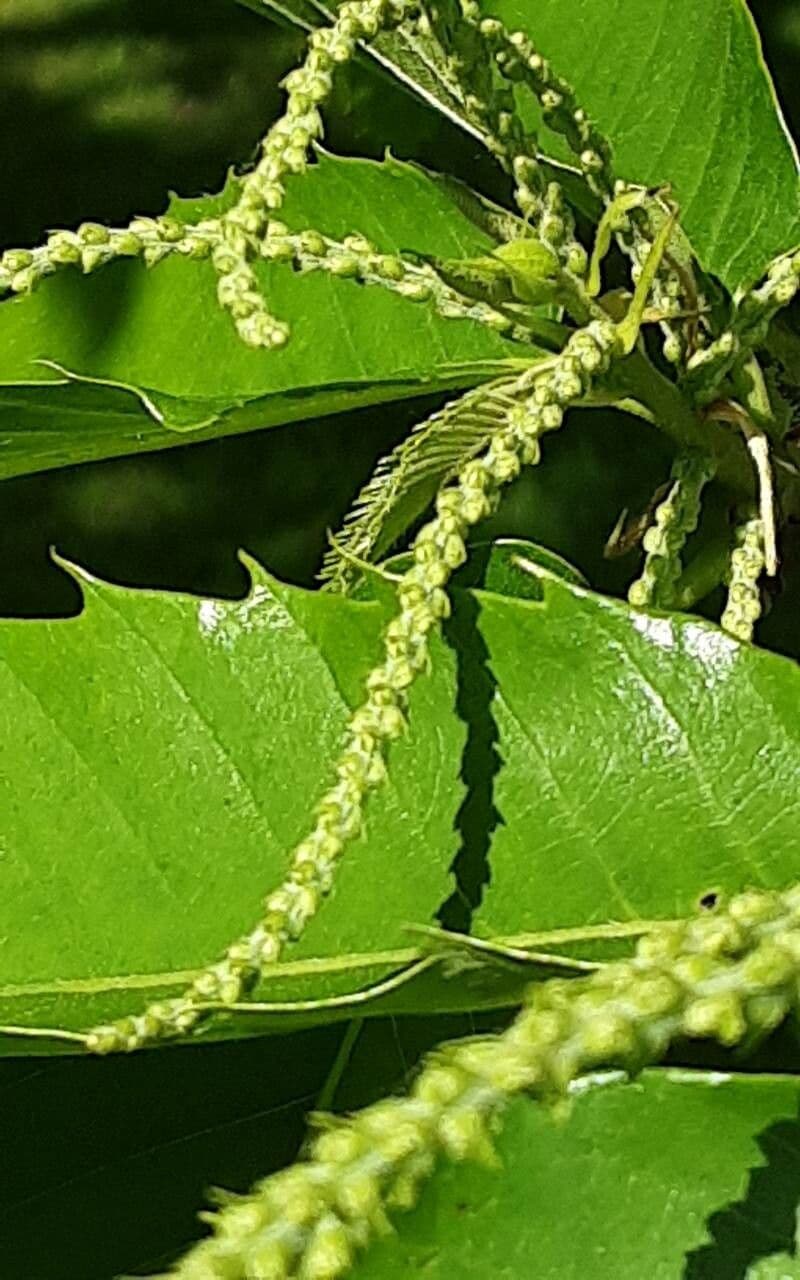 Castanea dentata