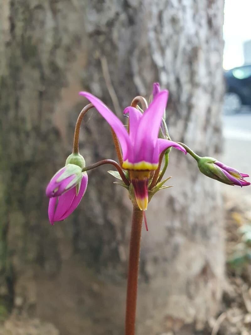 Primula meadia