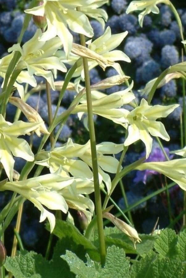 Gladiolus tristis