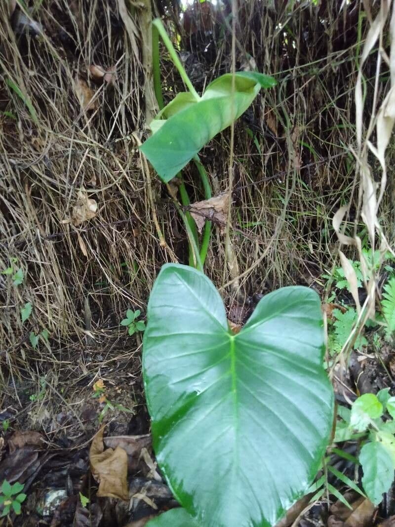 Philodendron giganteum